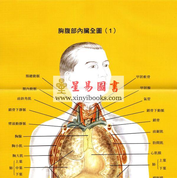 醫學博士草間悟：標準人體解剖圖（精）