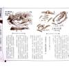 继大师：龙法精义初阶（内页全彩）（榮光園3）